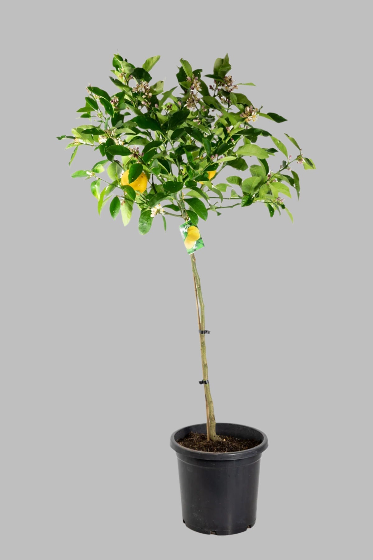 Meyer Lemon Tree