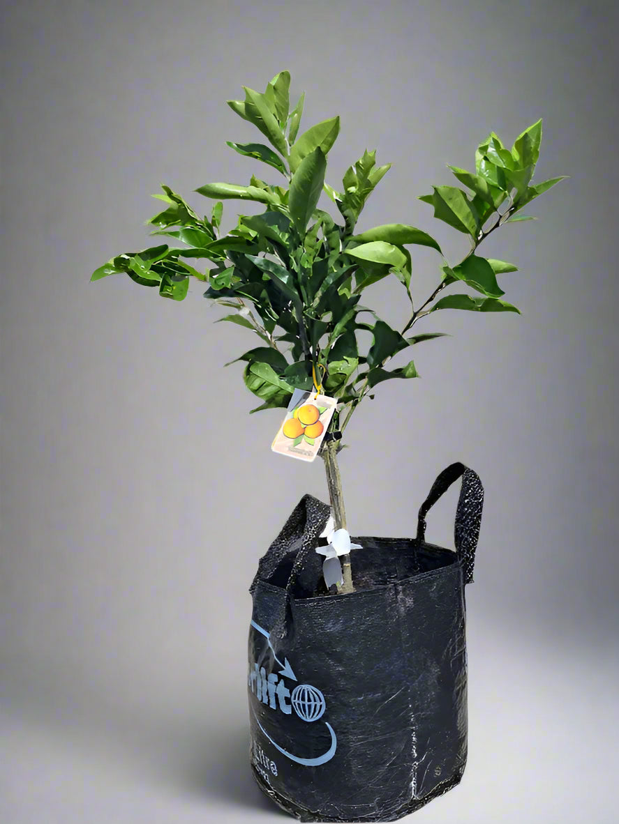 Miho Satsuma Mandarin Tree