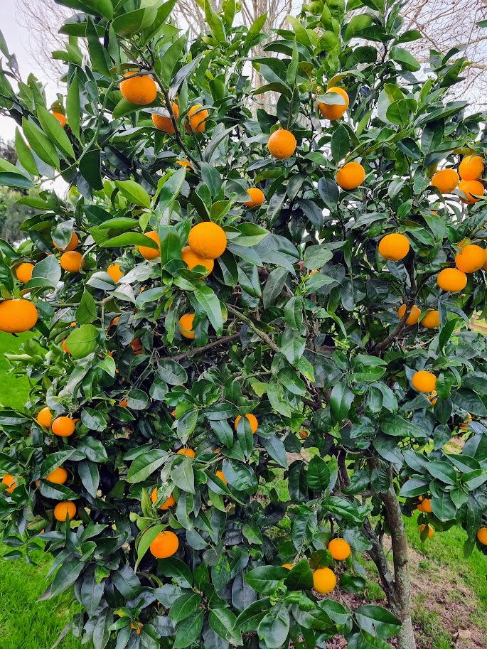 Sanguinello Blood Orange Tree