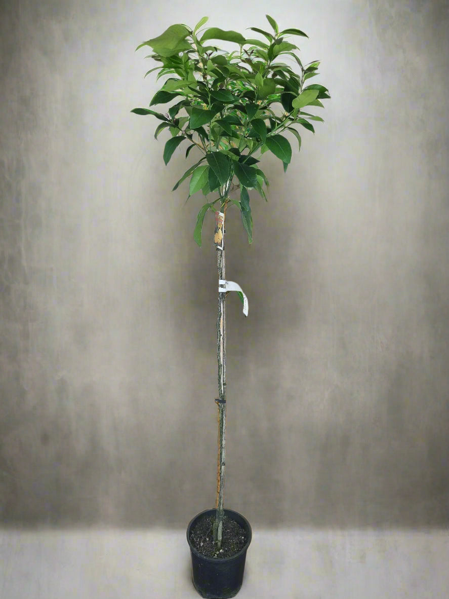 Yen Ben Lemon Tree