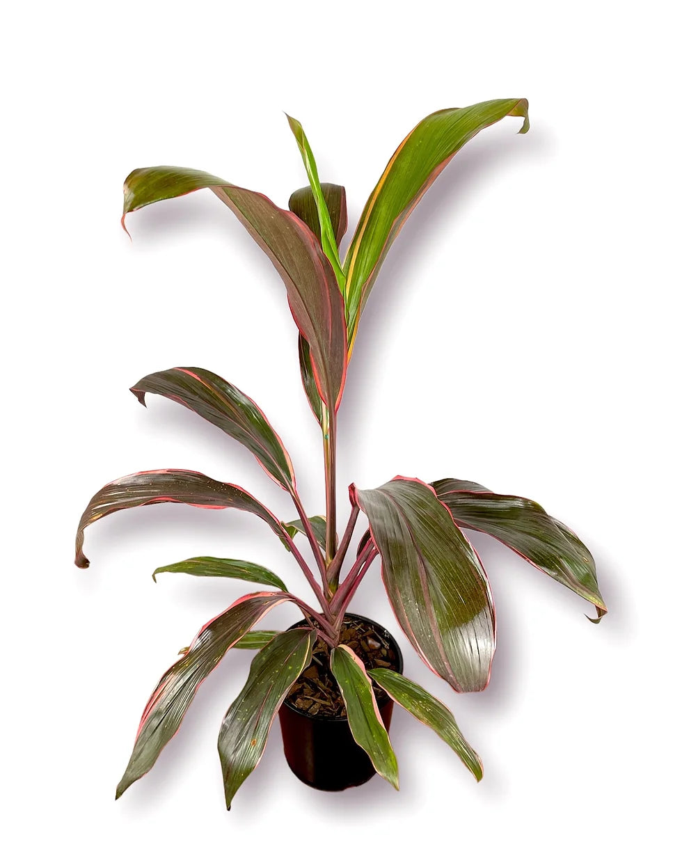 Cordyline fruticosa 'Kahlua Rainbow'<br><i>又名...</i>