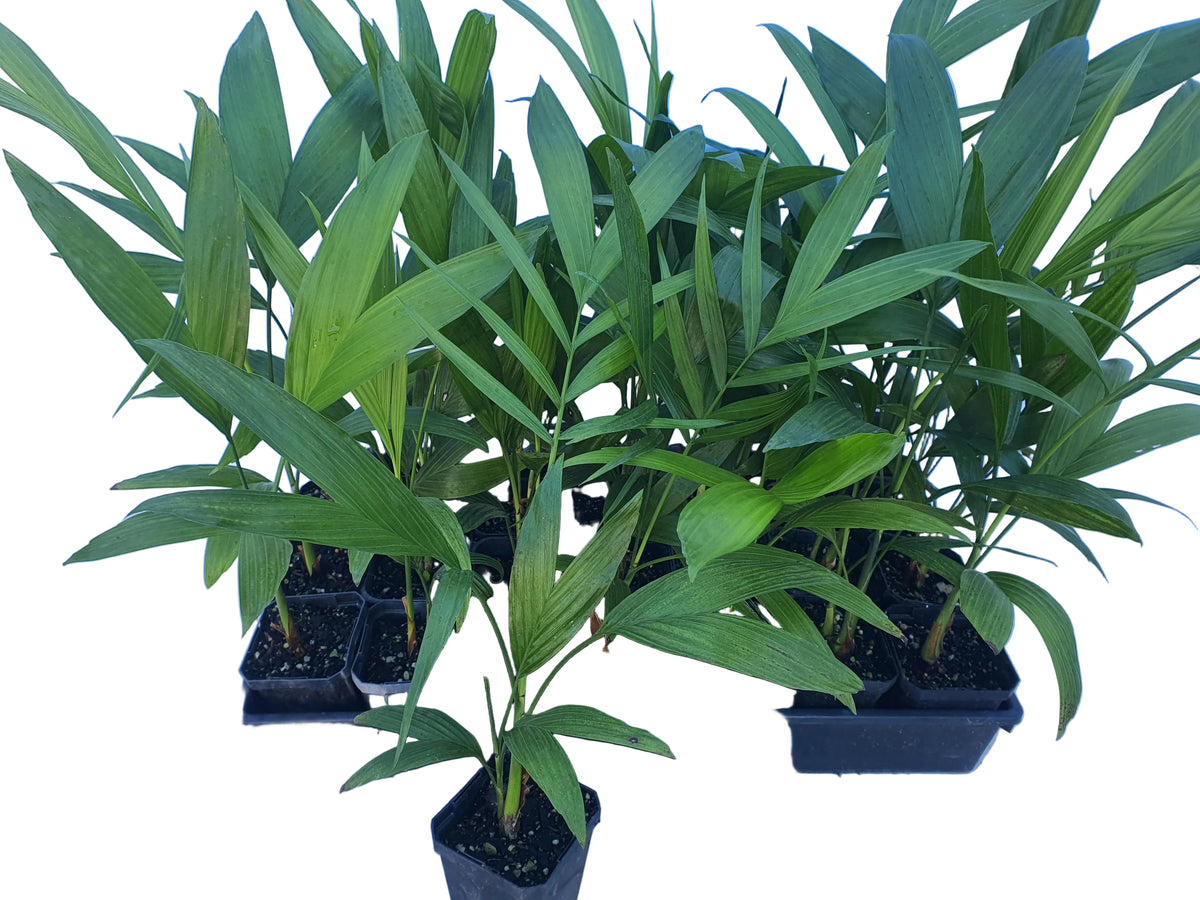 Chamaedorea Costaricana 9cm Seedlings - 30 per tray