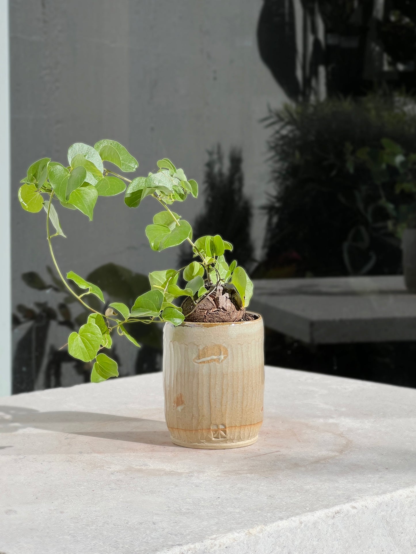 Faceted Beakers
