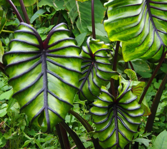 Colocasia Pharaoh's Mask