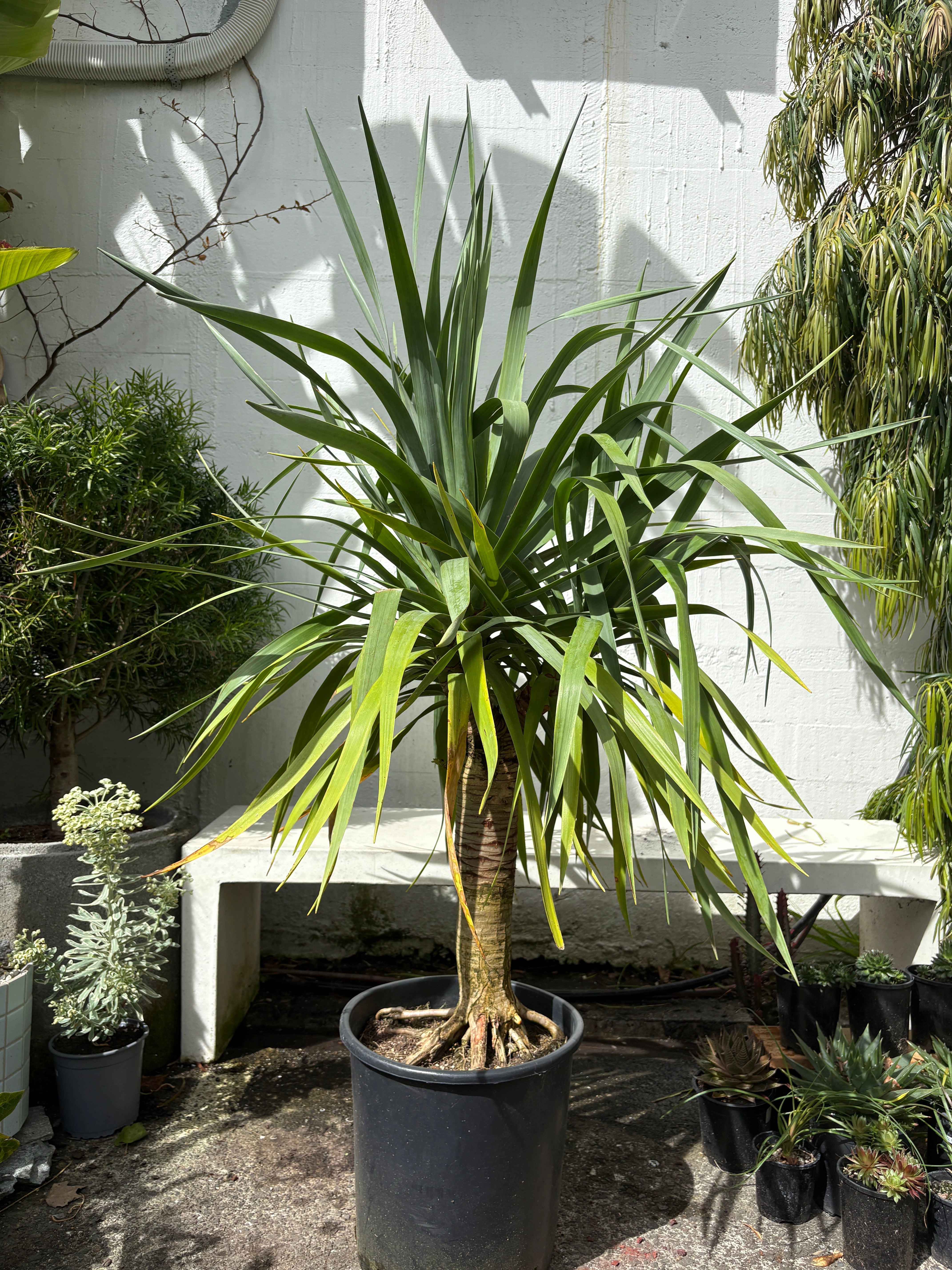 dracaena draco nz Dracaena 'Draco'