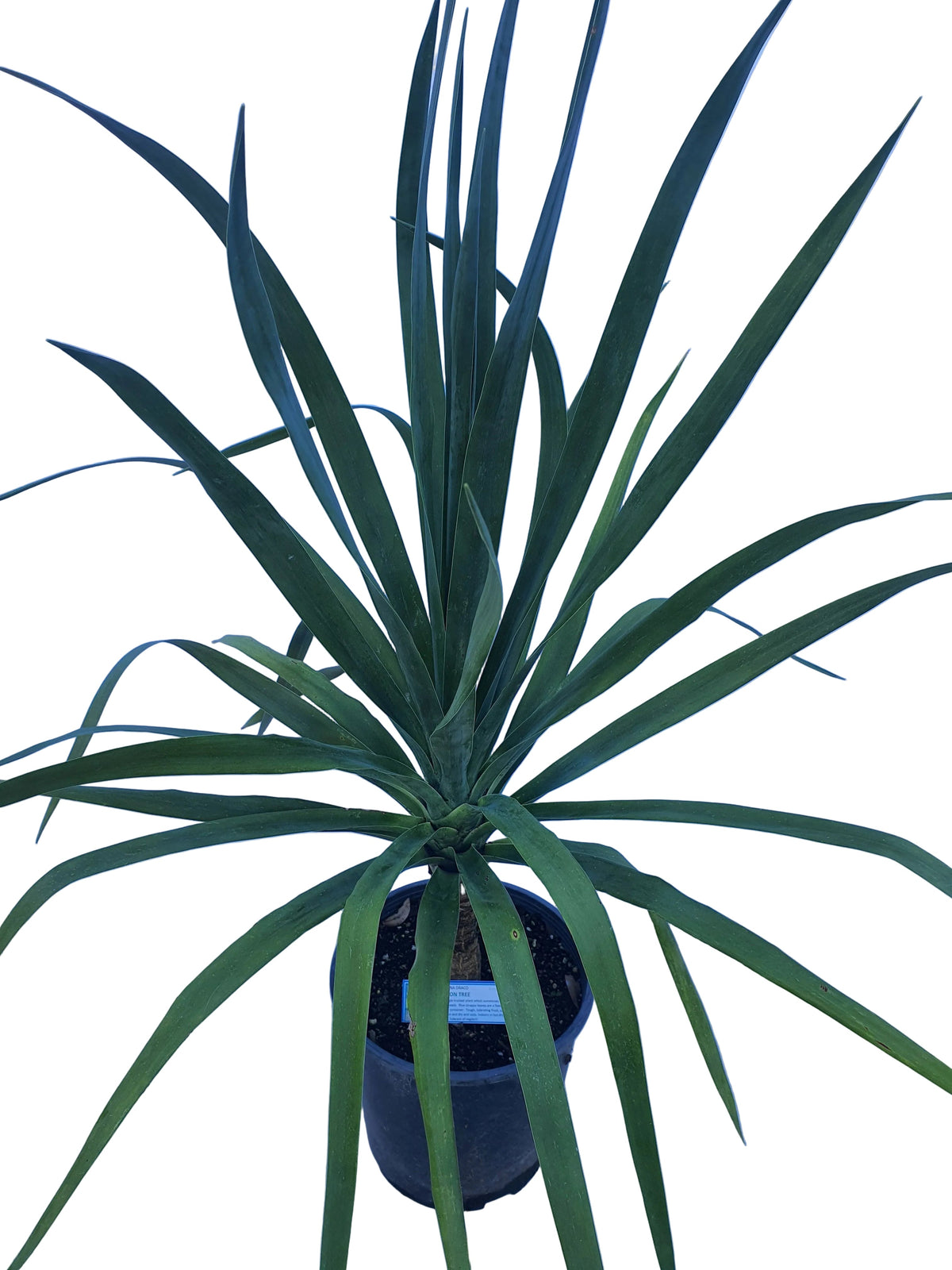 Dracaena Draco