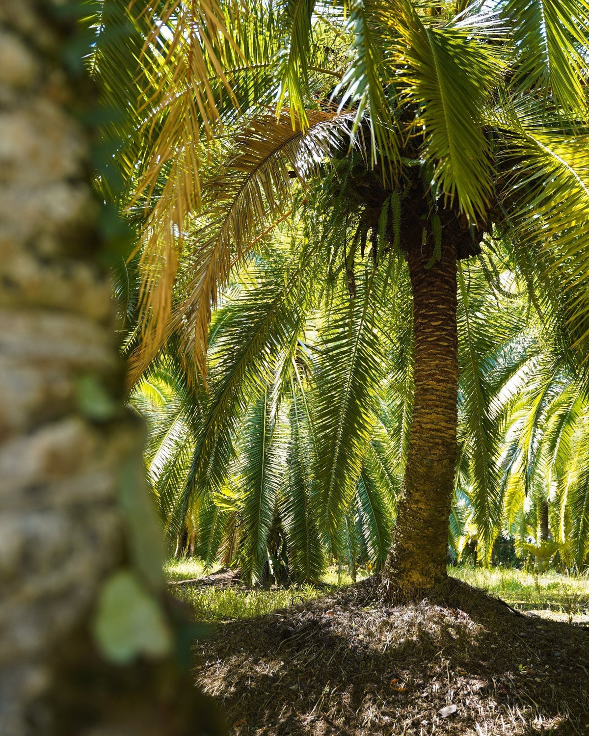 Phoenix rupicola | Cliff Date Palm (Seedling)