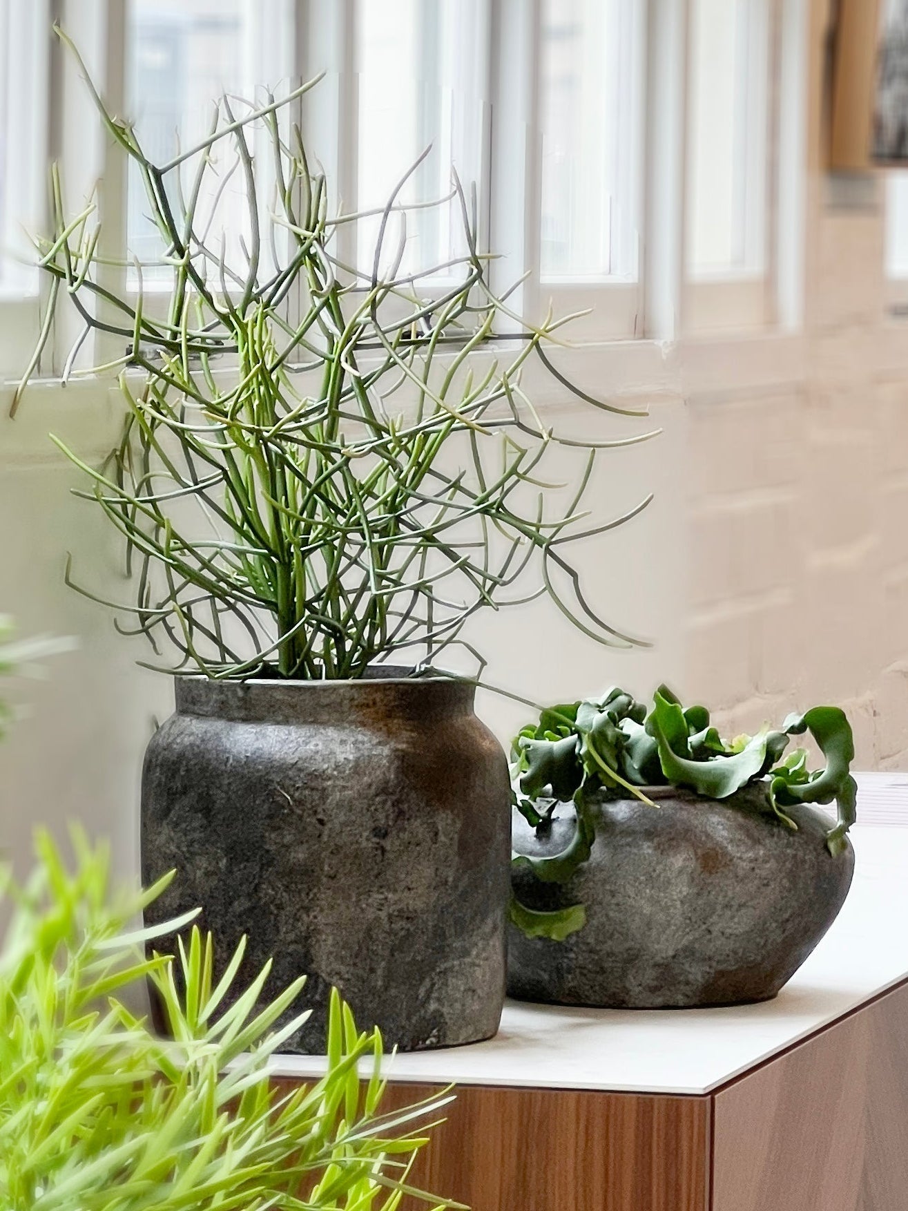 Euphorbia tirucalli