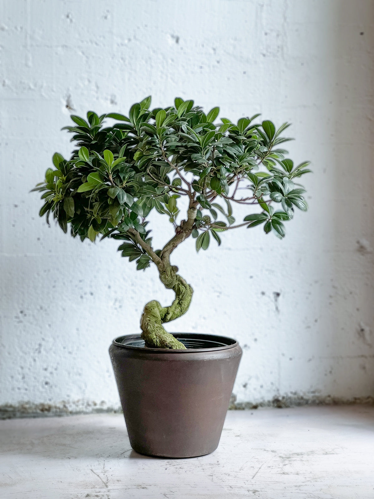 Ficus Retusa bonsai
