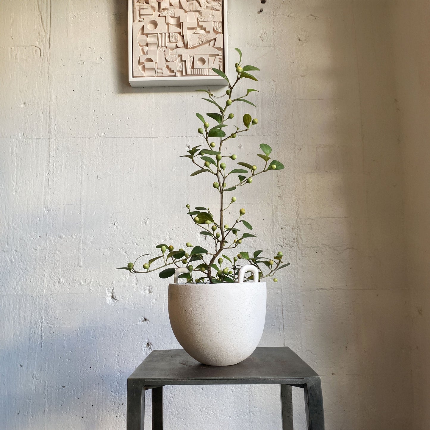 Ficus (mistletoe fig)