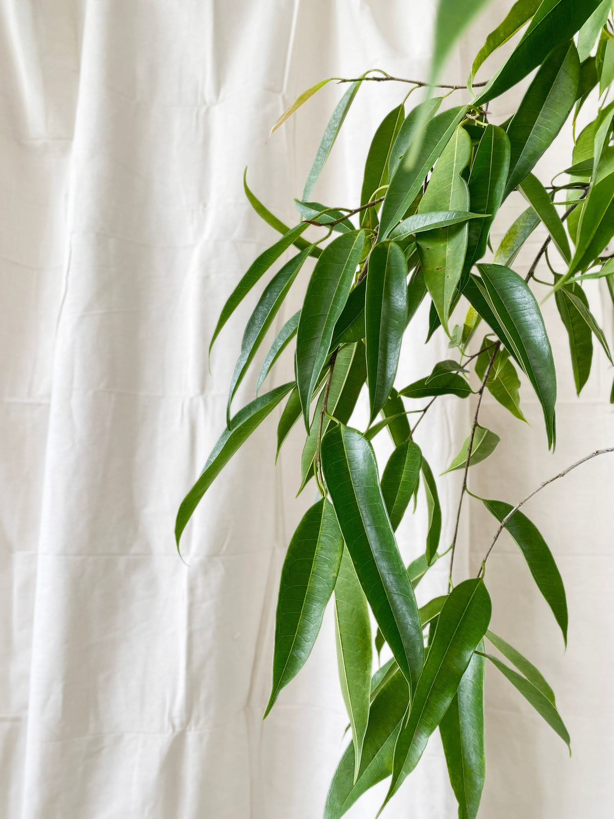 Ficus 'Amstel Queen' Standard