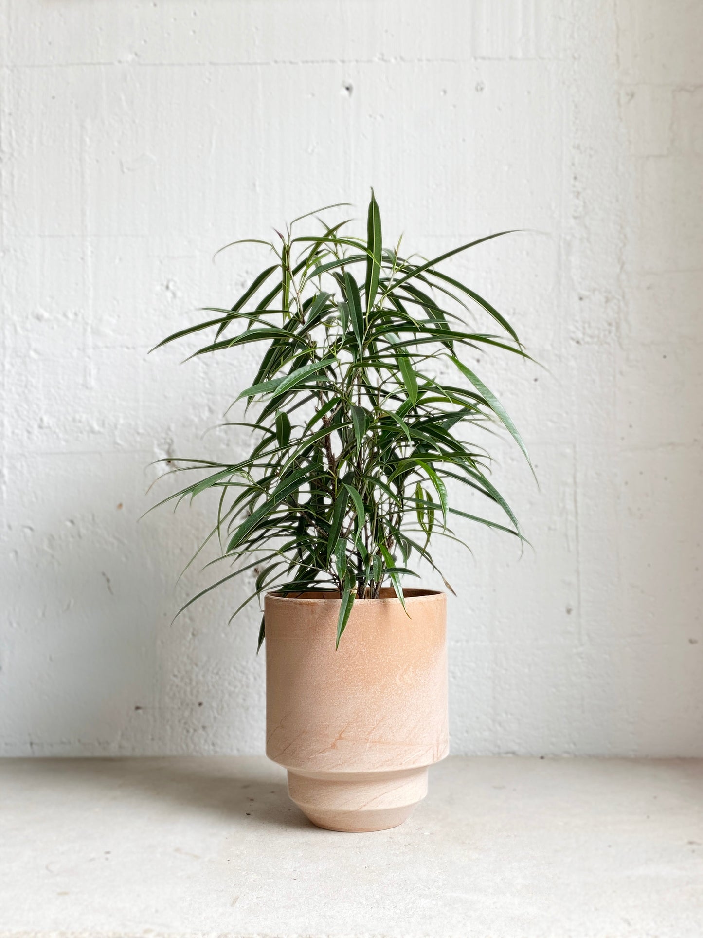 Ficus petali
