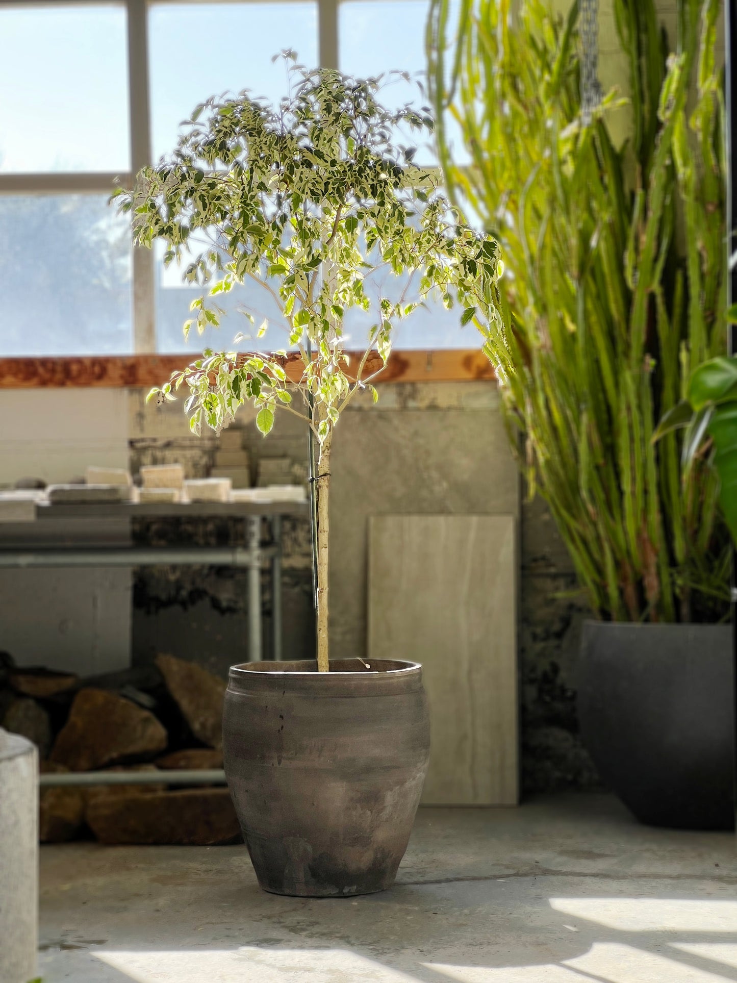 Ficus Samantha