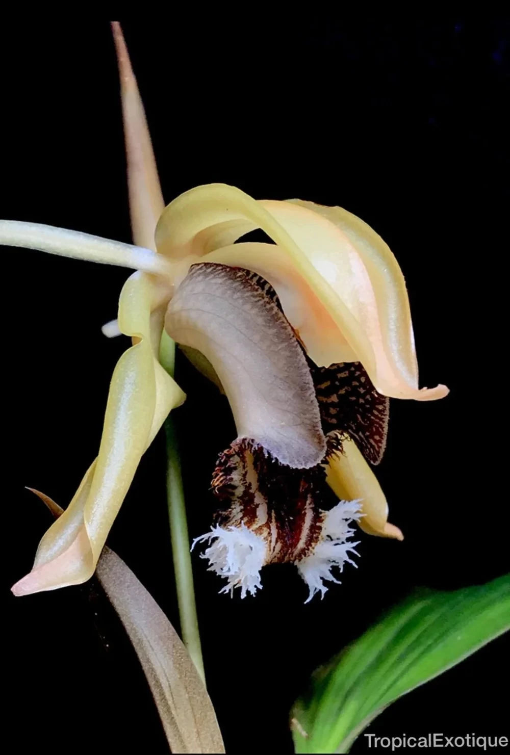 Ceologyne+speciosa+subsp+fimbriata.webp