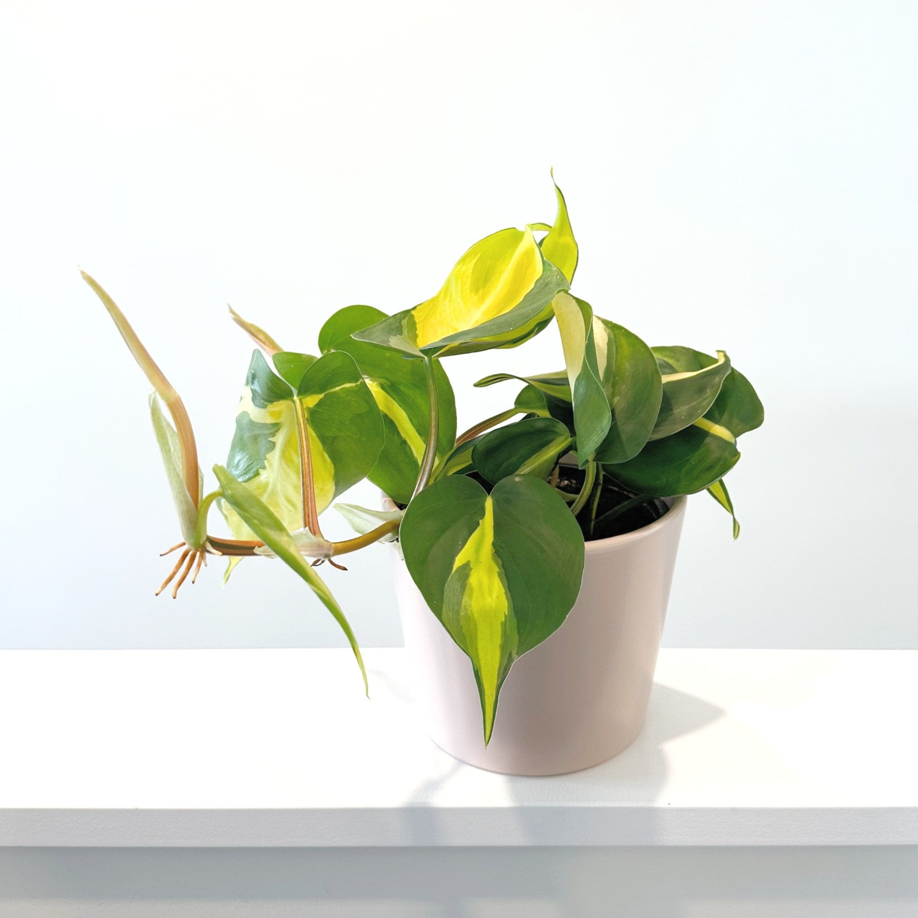 brasil philodendron nz Philodendron Brasil 14cm – Jungle Story