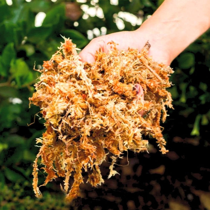 Spagmoss 150g_2_edited_edited.jpg