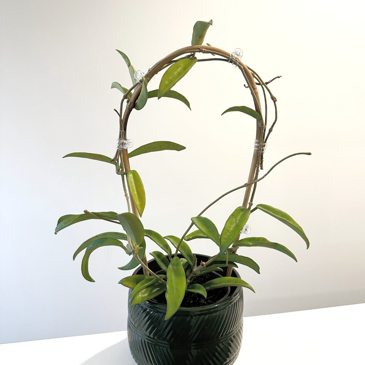 Hoya Minibelle 12cm (2)_edited.jpg