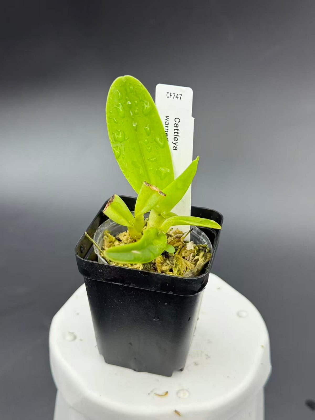 2c179d7c6bb925cbcad55524bf8e0b37.jpg