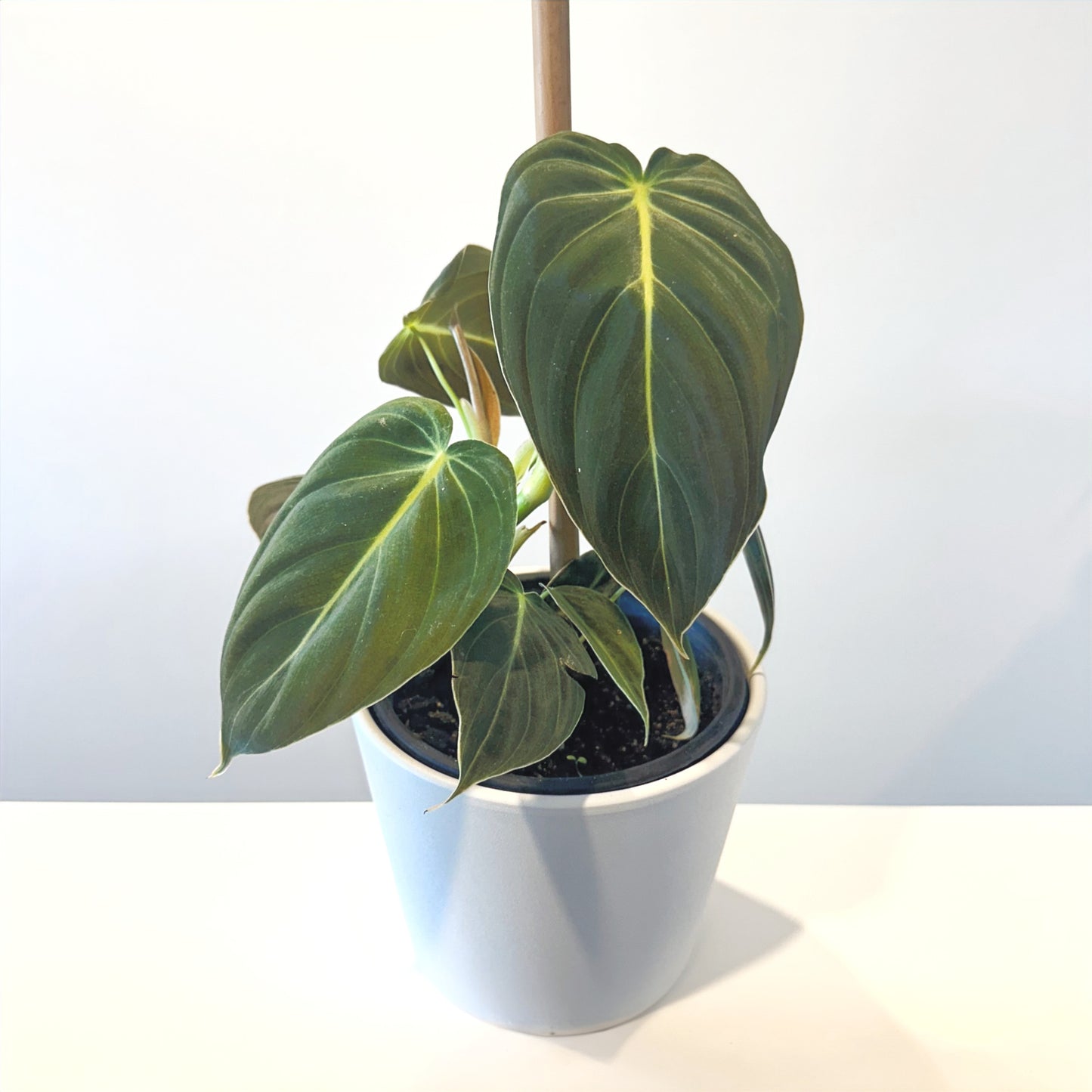 Philodendron Melanochrysum 14cm (1)_edited.jpg