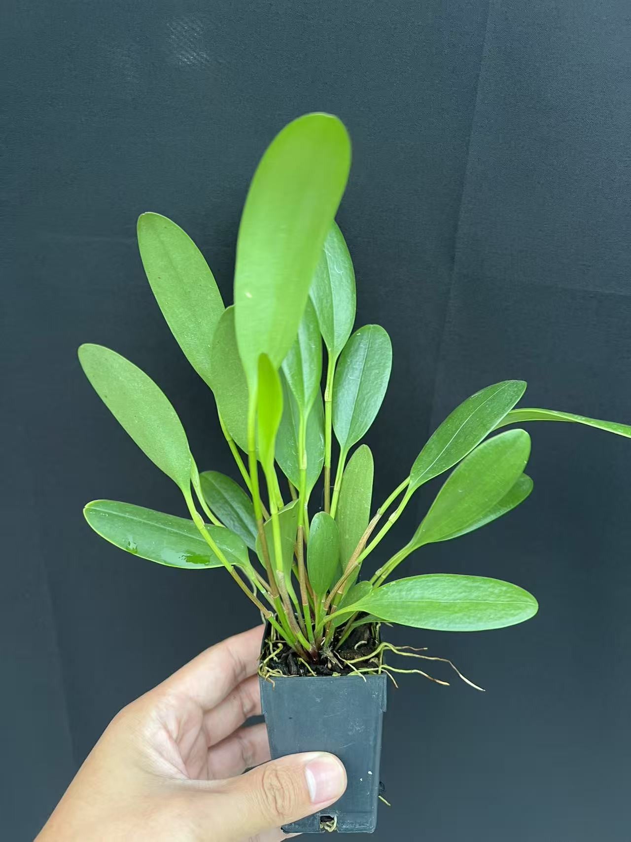 ?!label-Indicative photo