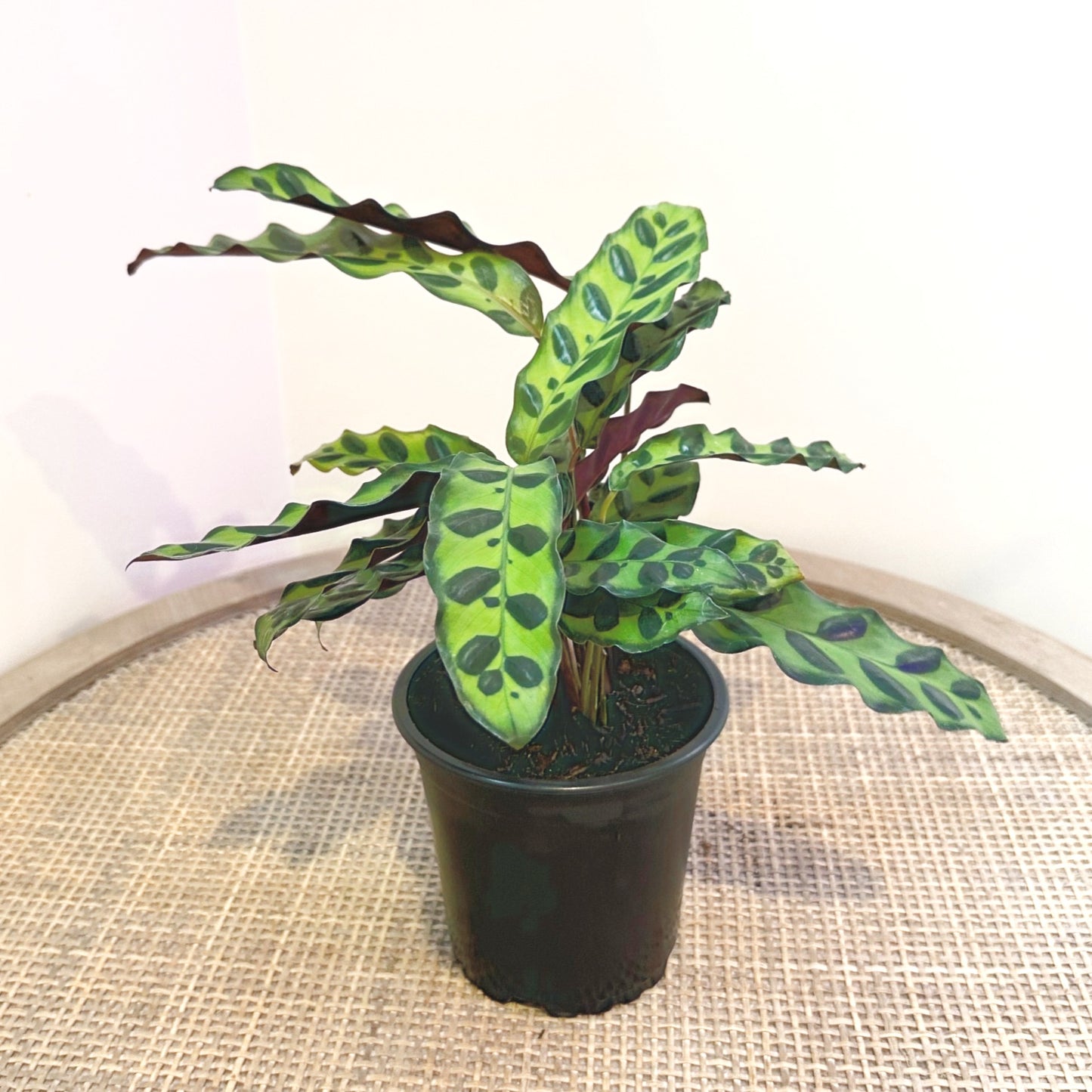 Calathea Insignus 12cm (4)_edited_edited.jpg