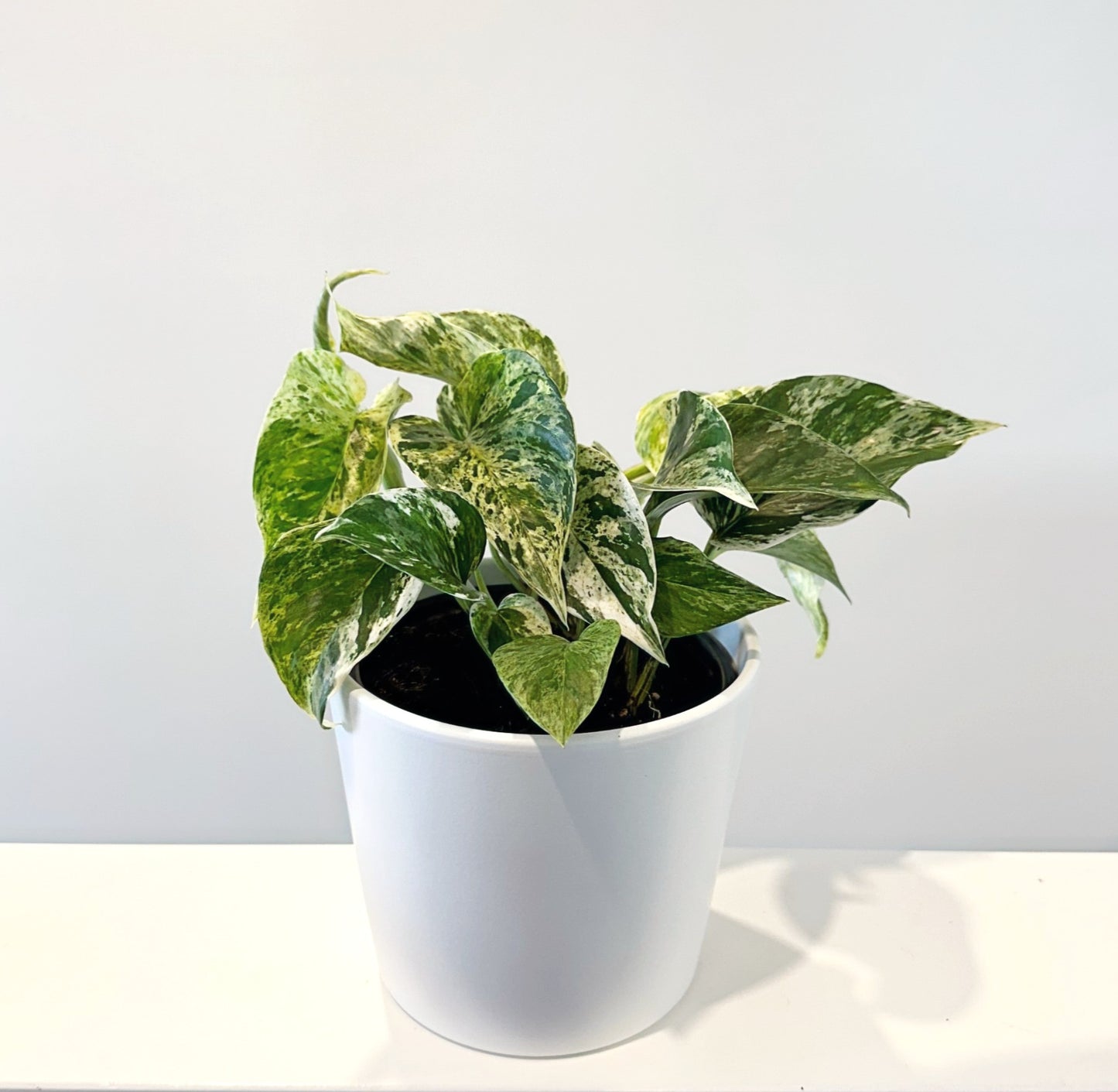 Marble queen pothos 14cm (2)_edited_edited.jpg