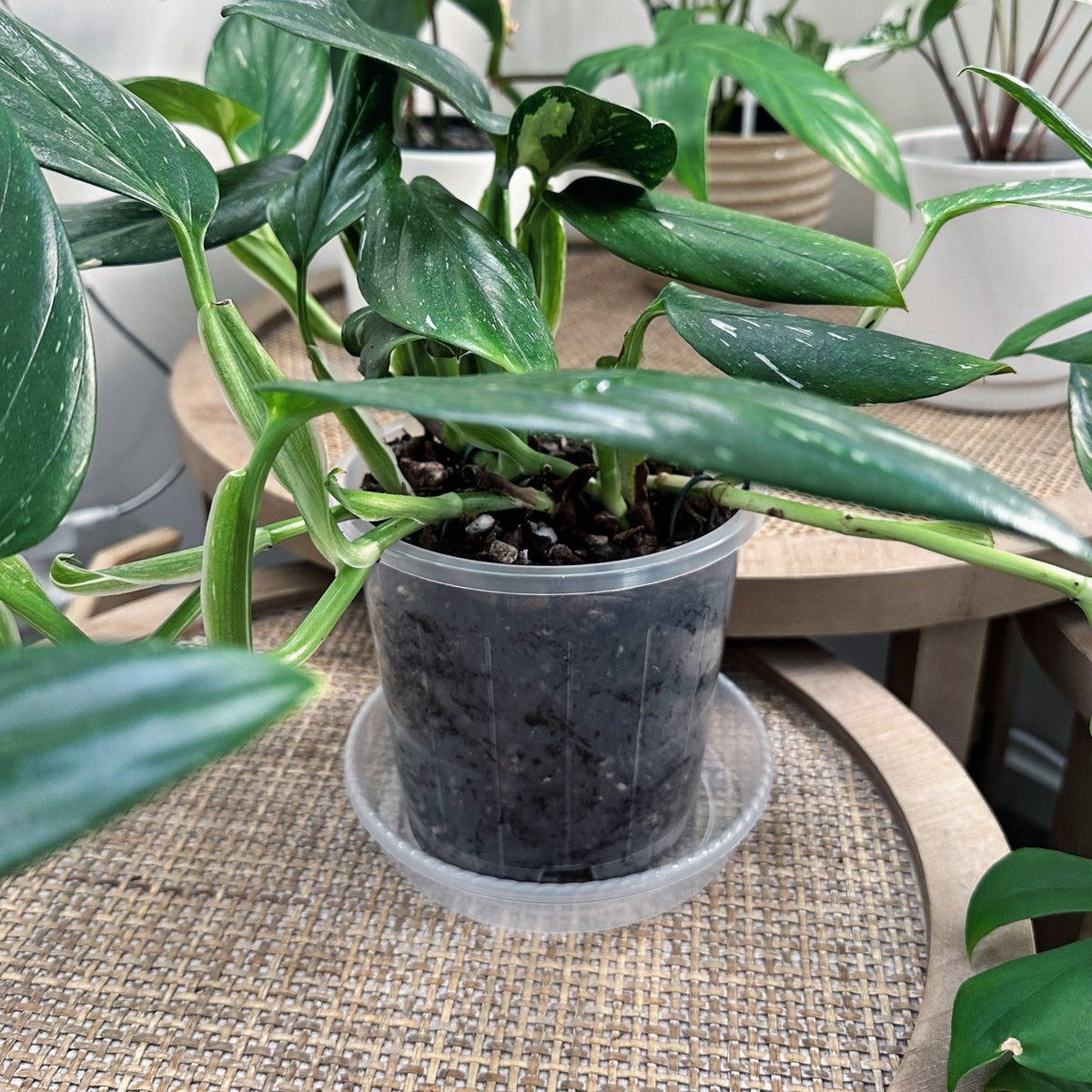Clear Plant Saucer 14cm (7)_edited.jpg