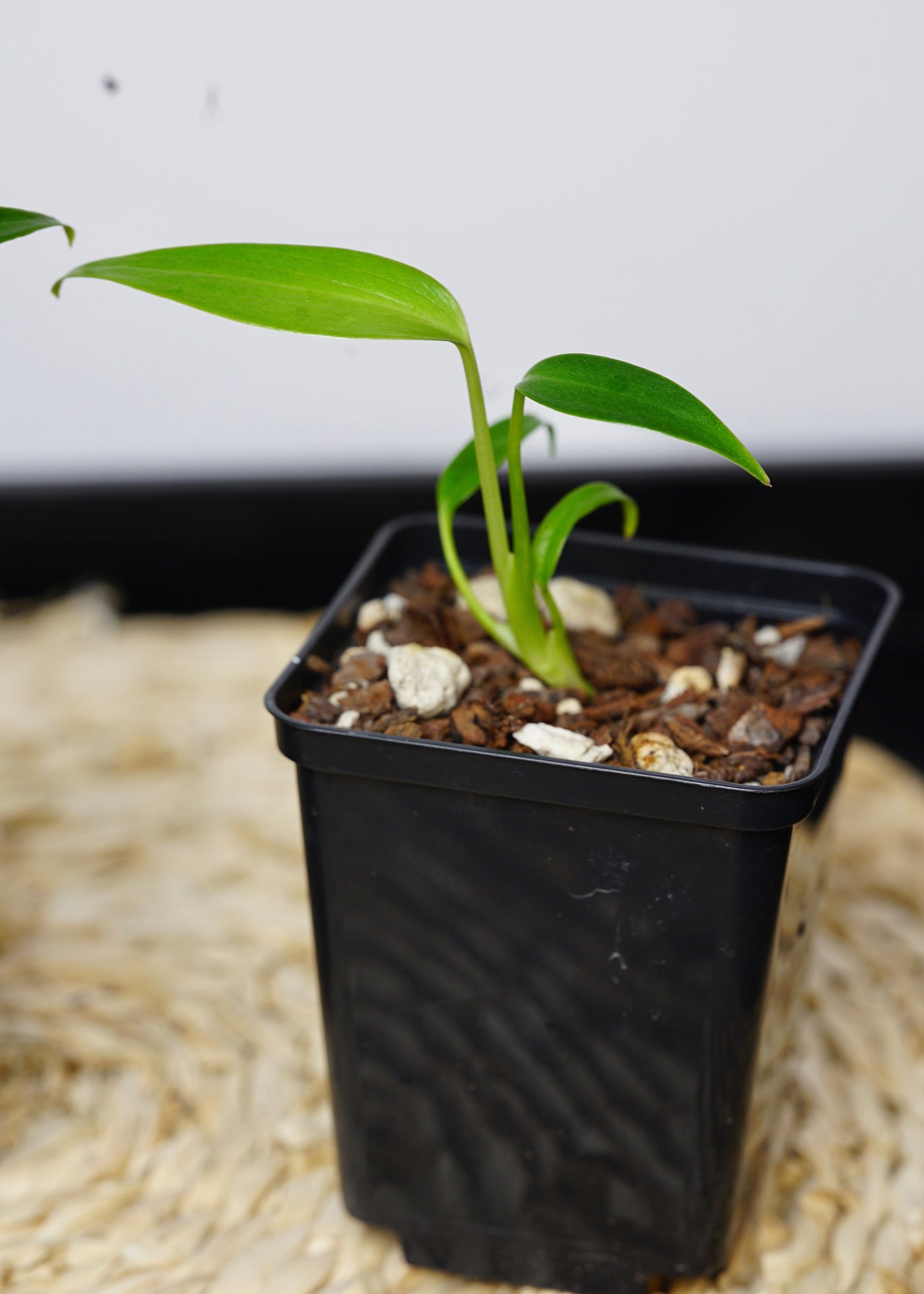 ?!label-Indicative photo