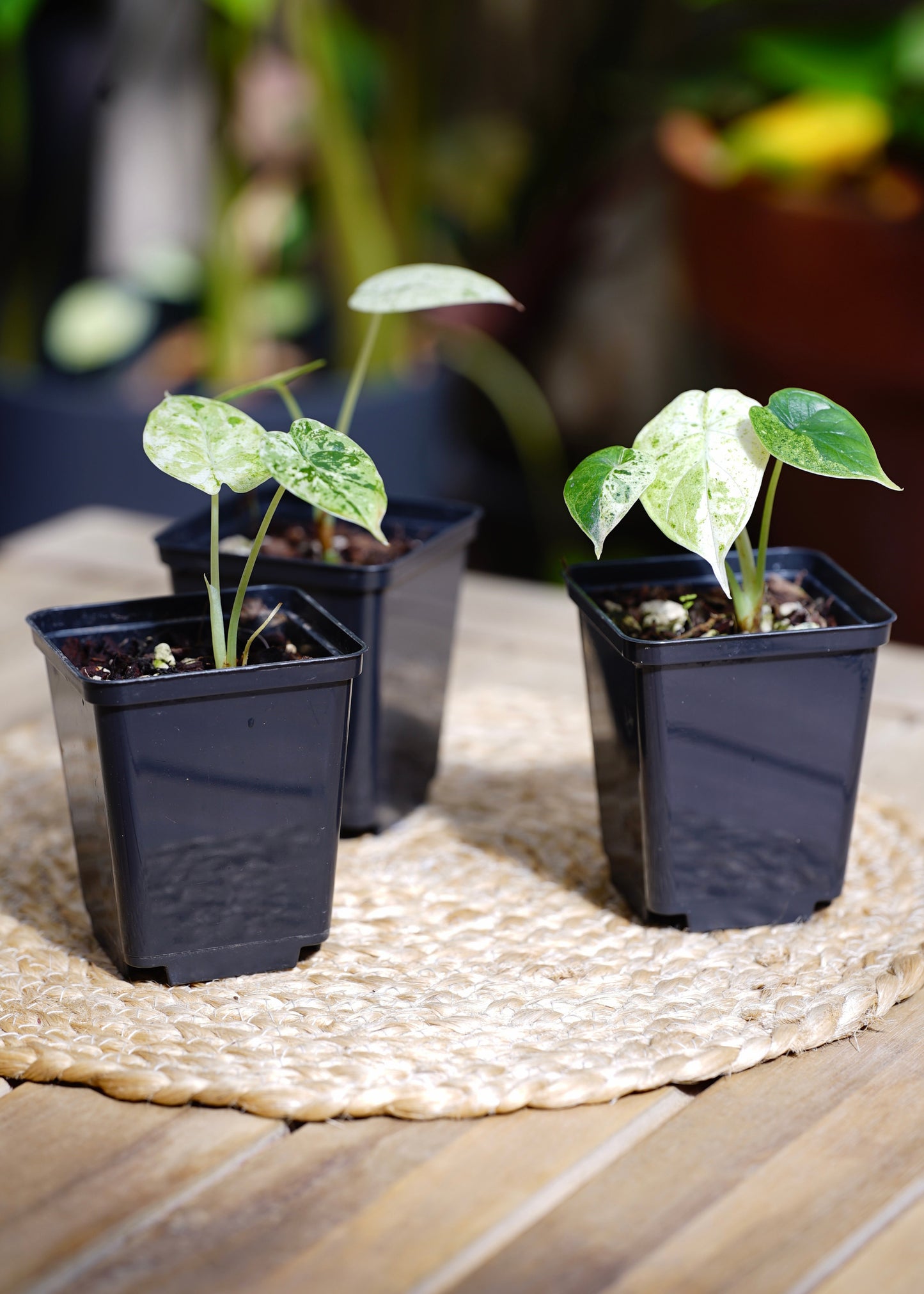 ?!label-Indicative photo