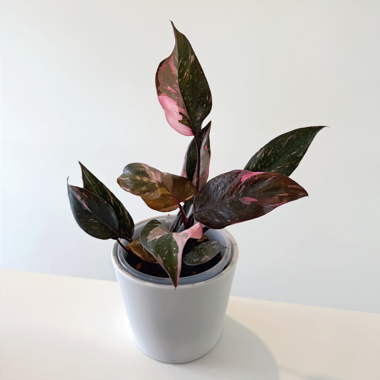 Philodendron PinkPrincess 14cm (3)_edited.jpg