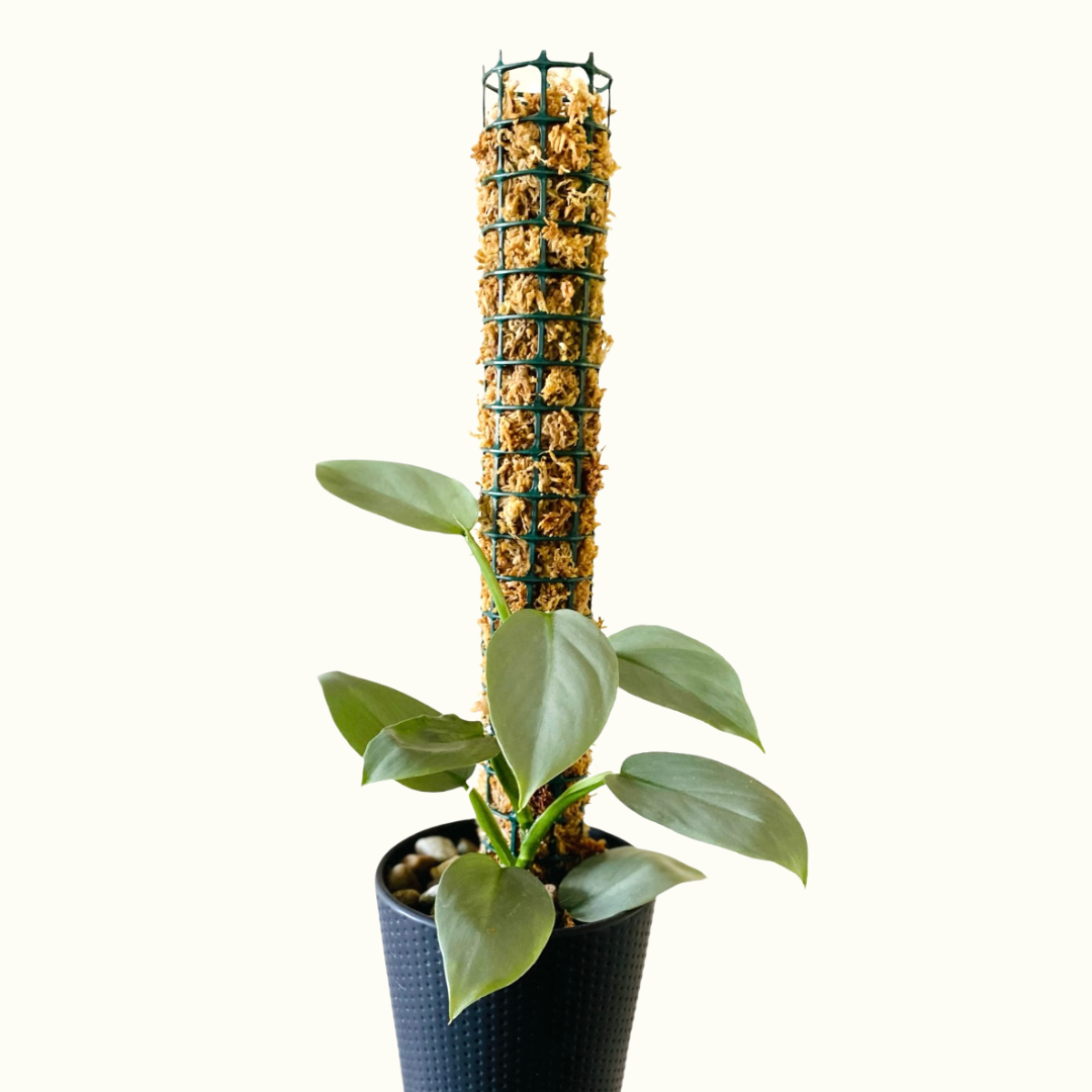 moss pole nz Handmade Plant Support Moss Pole – Jungle Story