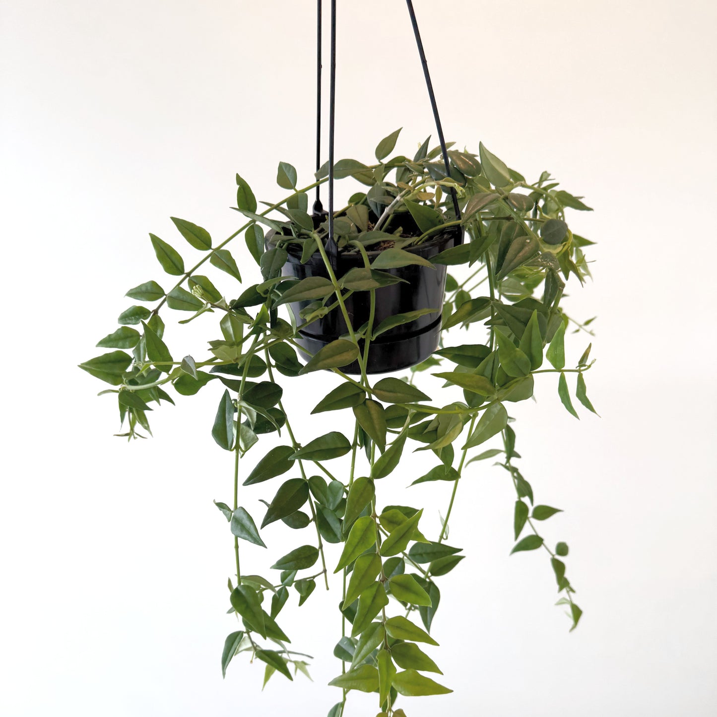 Hoya Bella 14cm (2)_edited.jpg