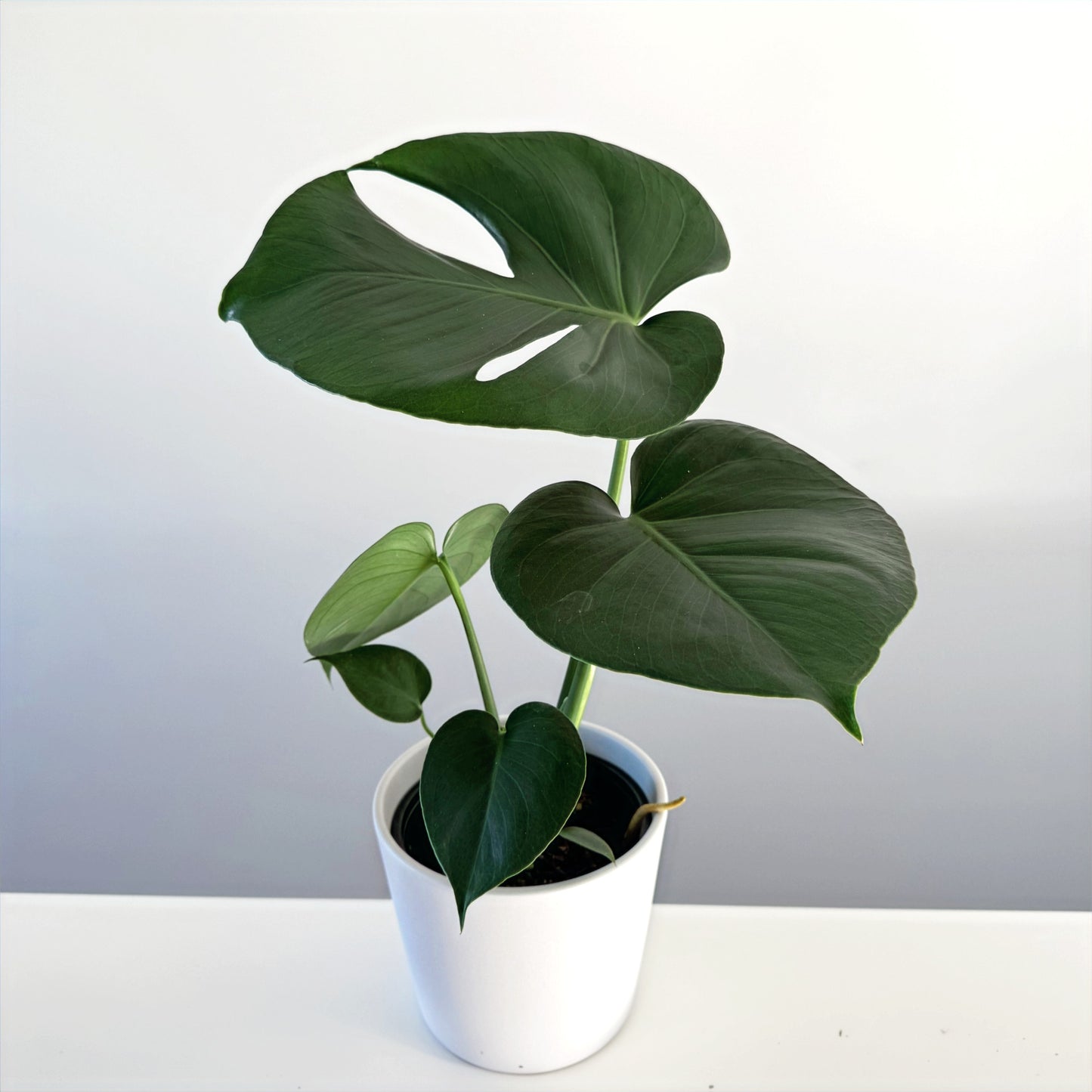 Monstera deliciosa 14cm (3)_edited.jpg