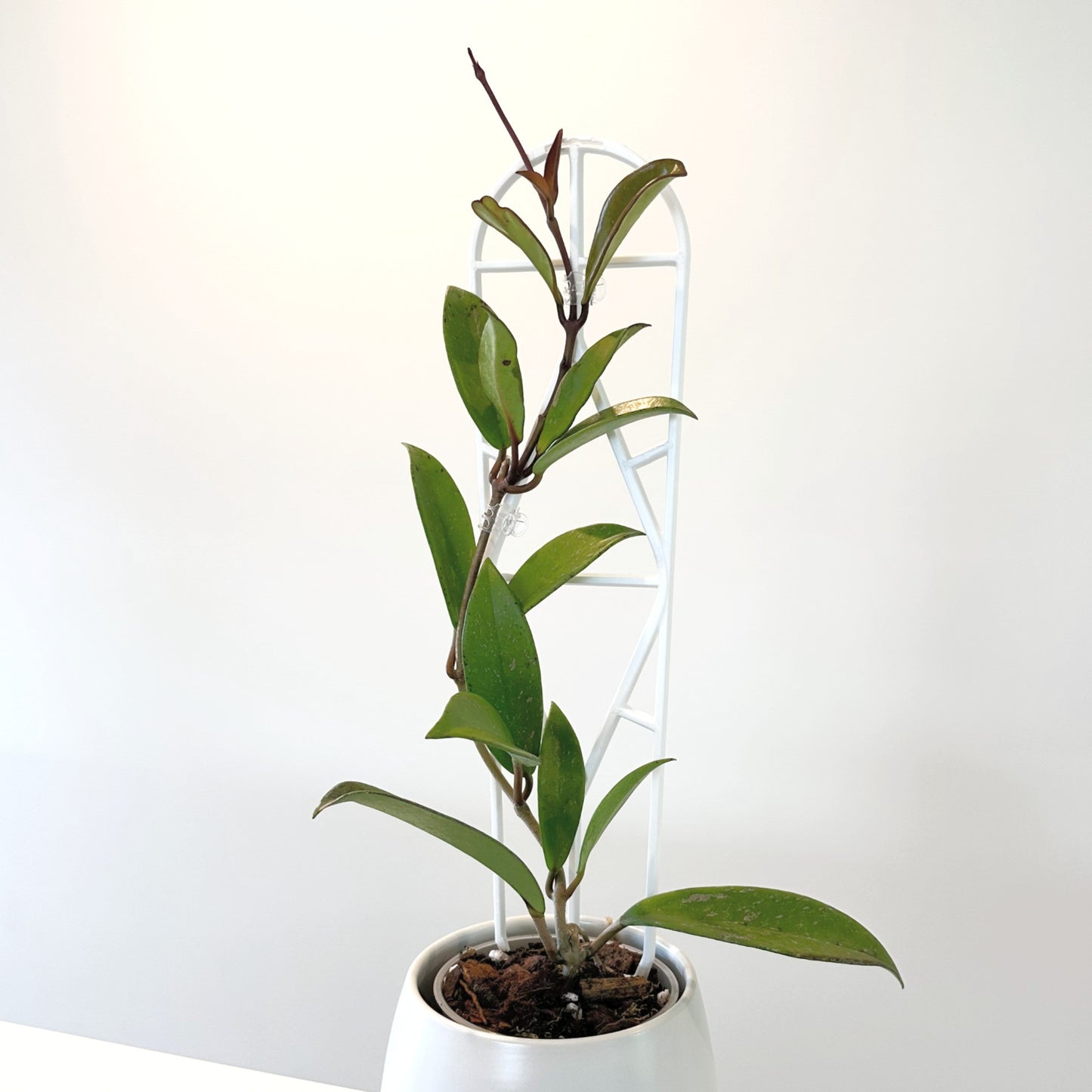 Hoya Pink Silver 12cm (2)_edited.jpg