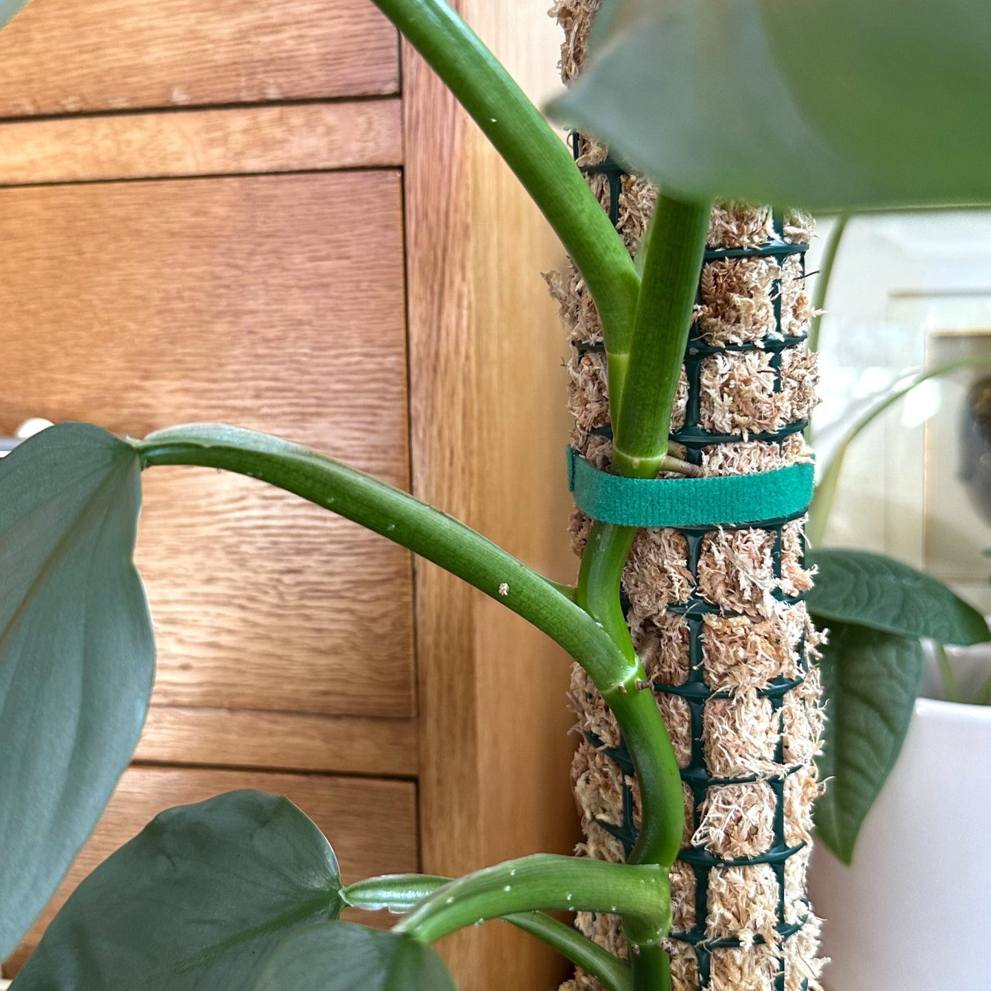 Velcro plant ties (2)_edited.jpg