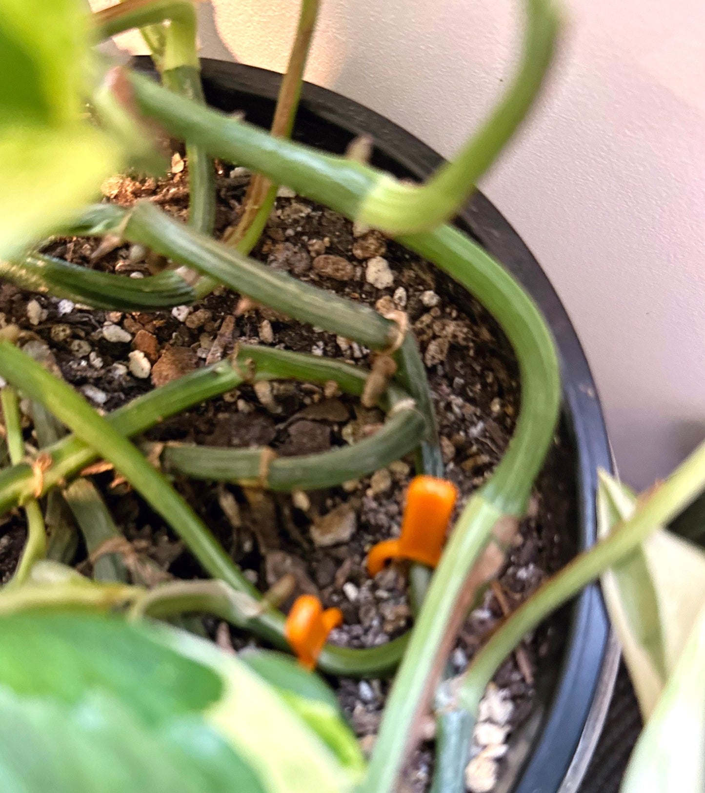 Soil pins 10 pack (5)_edited.jpg