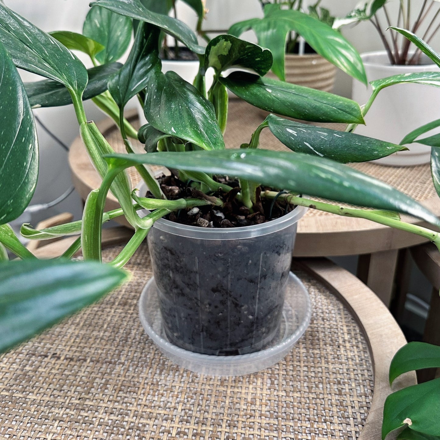 Clear Plant Saucer 14cm (7)_edited.jpg