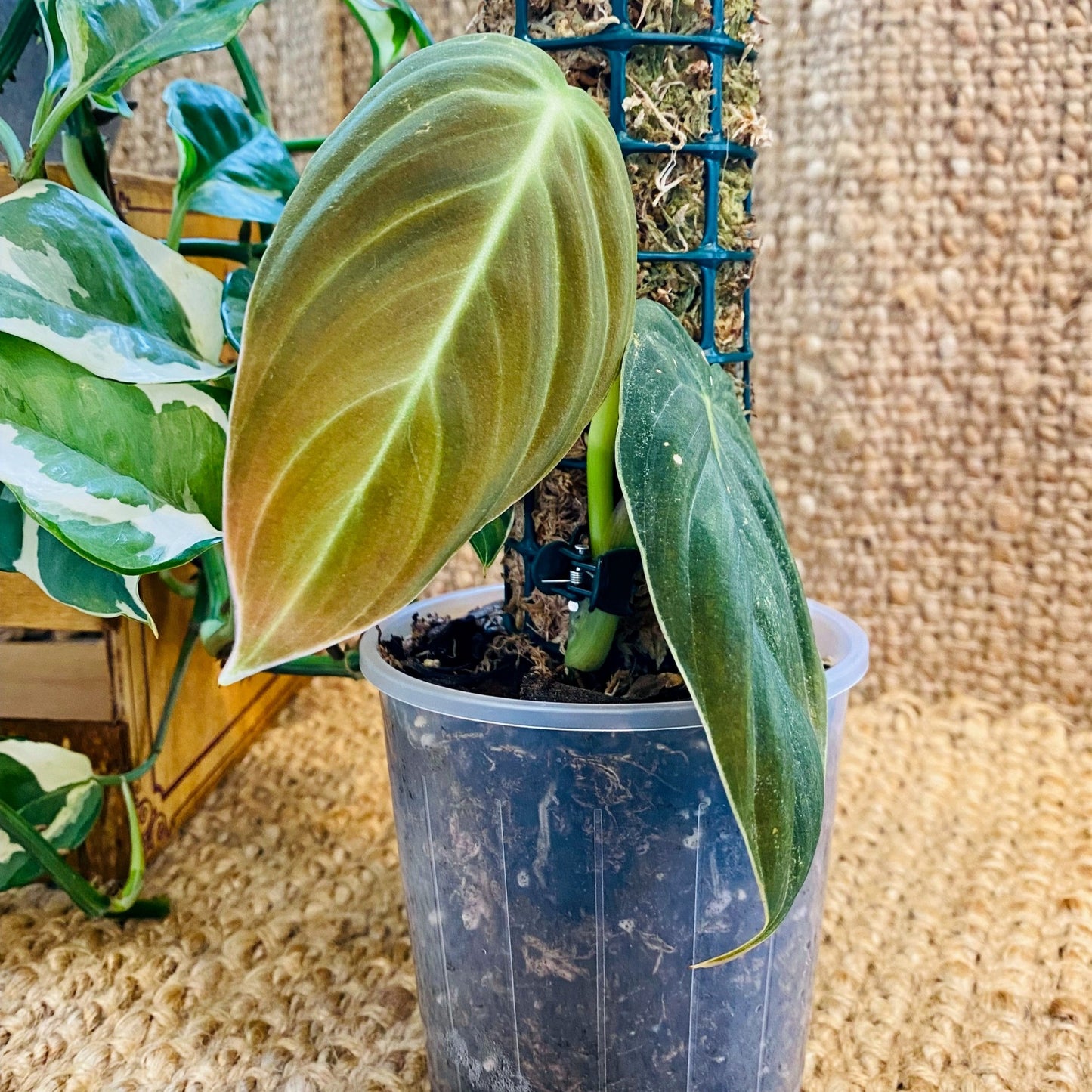 Clear pot10cm_1_edited_edited.jpg