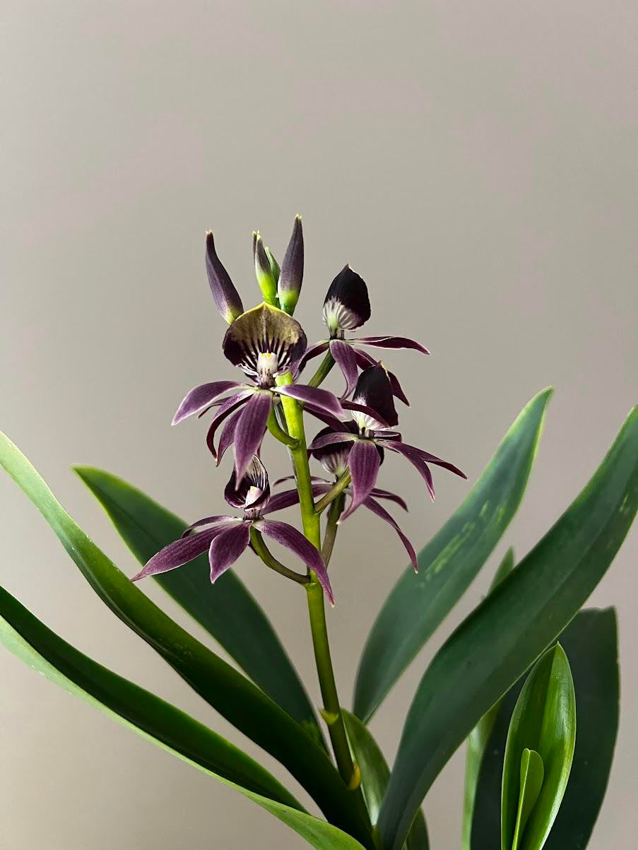 ?!label-Indicative photo