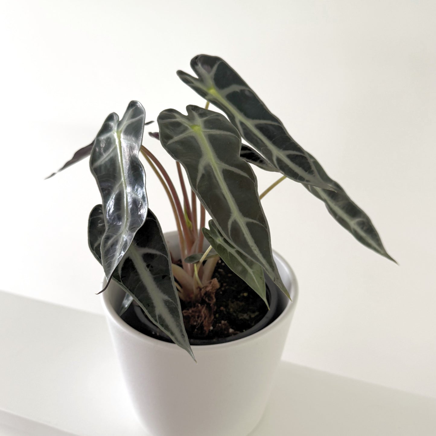 Alocasia Bambino 12cm (4)_edited.jpg