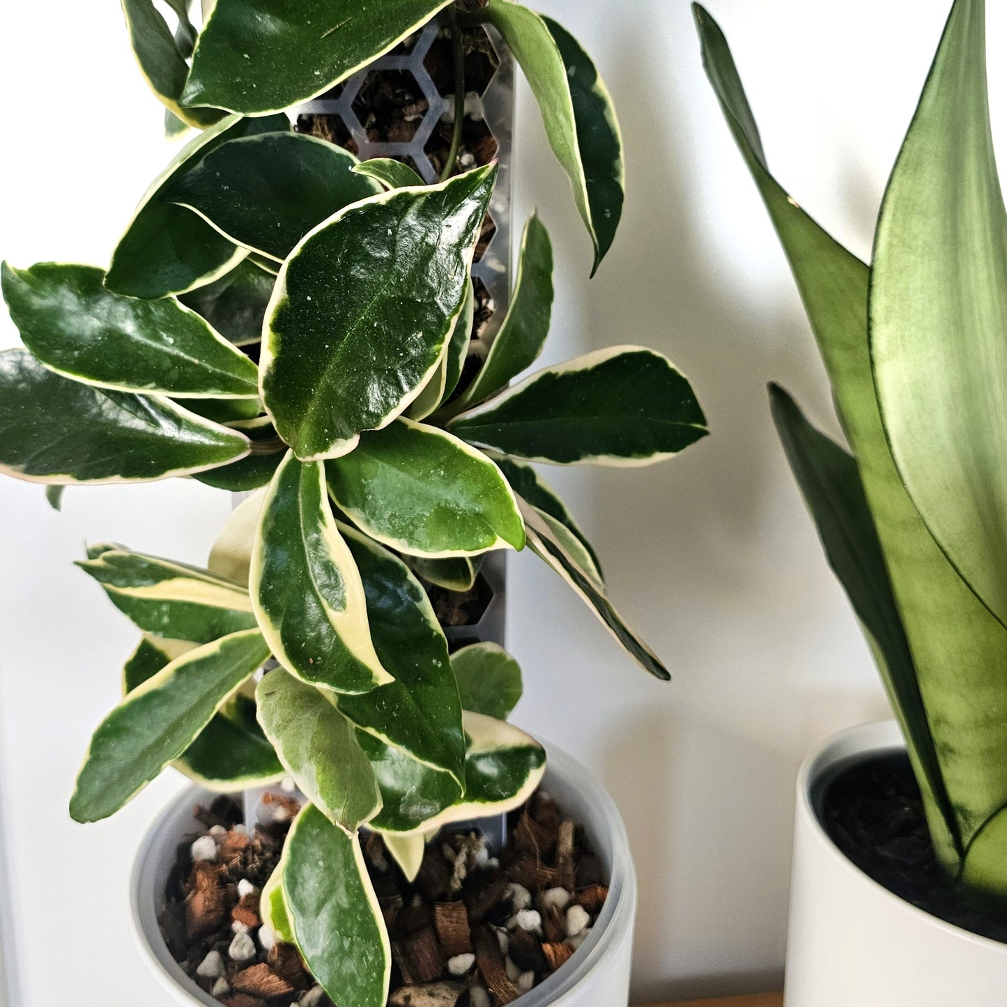 PlantThingy Media Pole_ (1).jpg