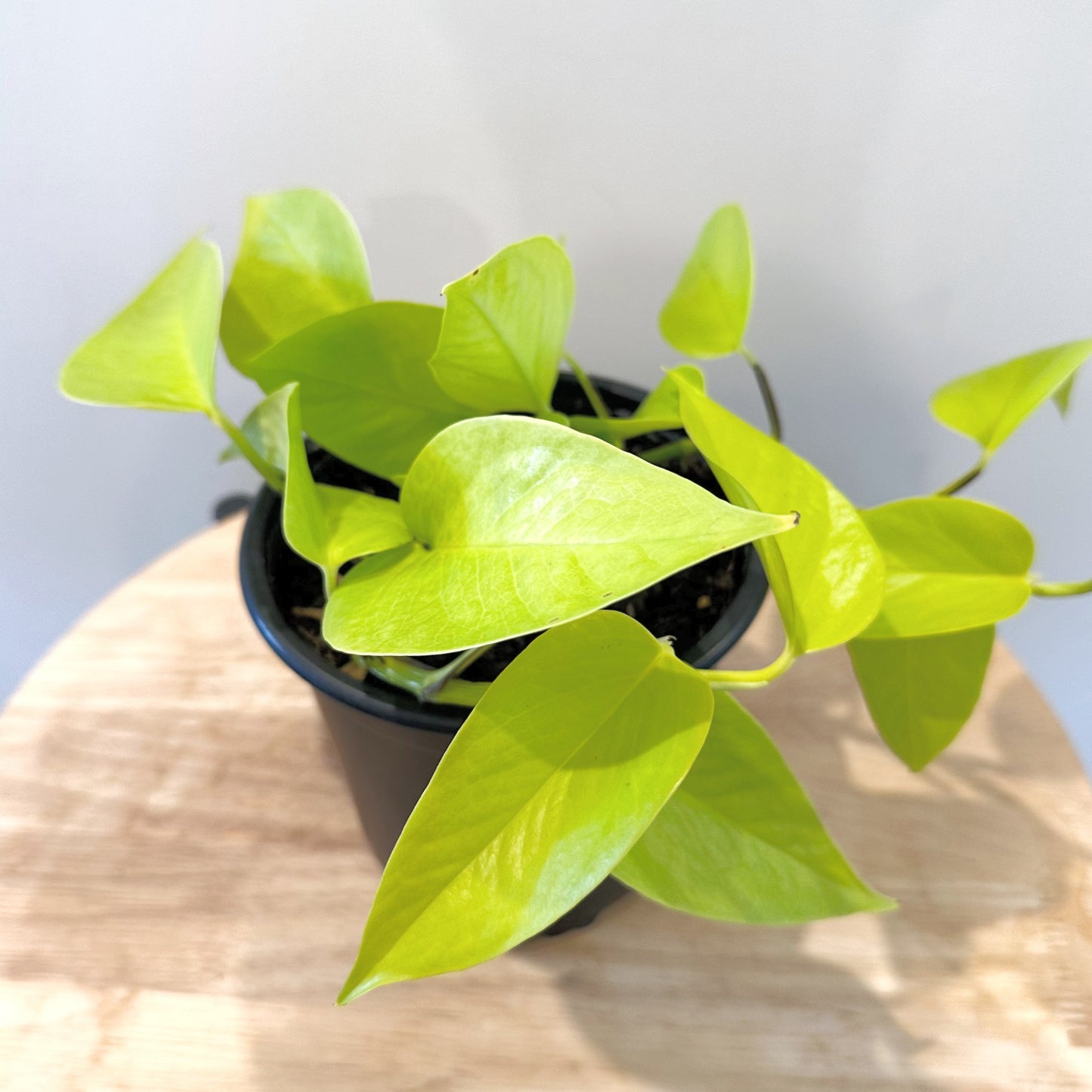 Neon Pothos 14cm (5)_edited.jpg