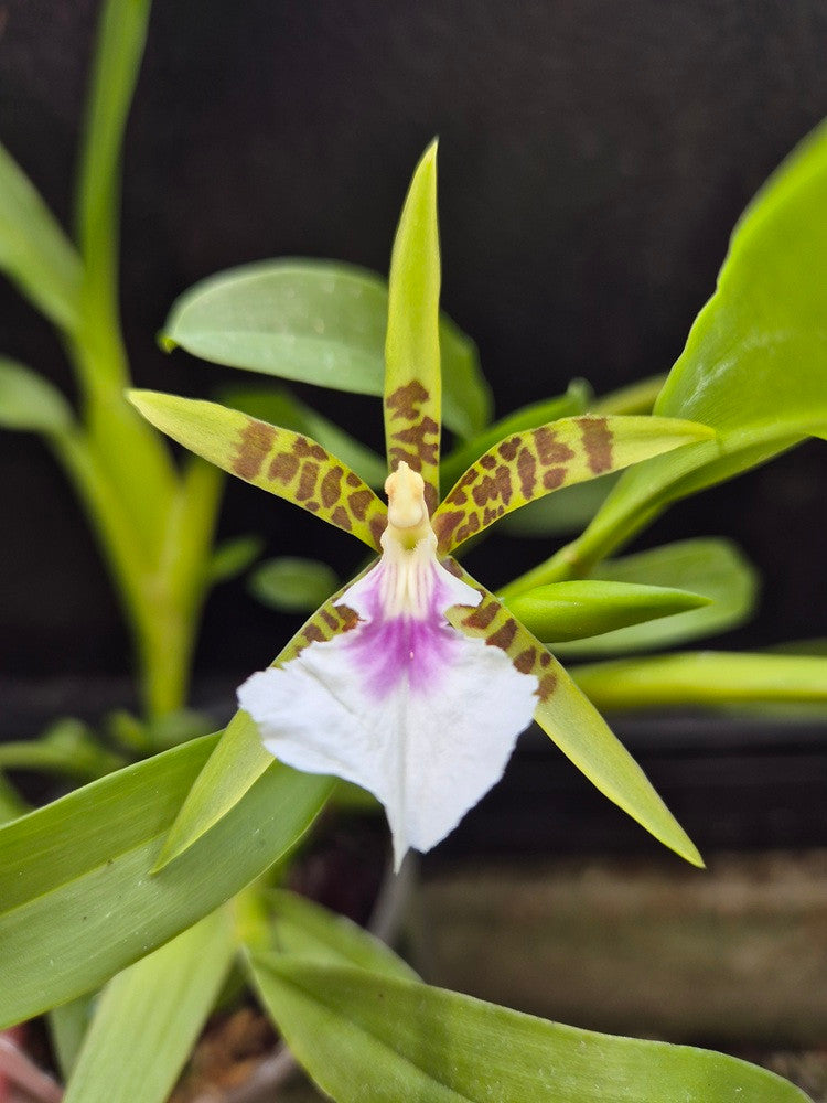 ?!label-Indicative photo