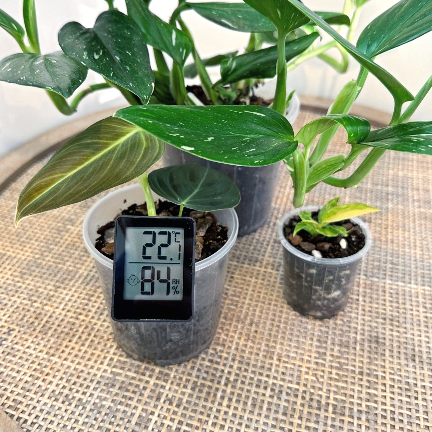 Digital hygrometer thermometer Bl (2)_edited.jpg