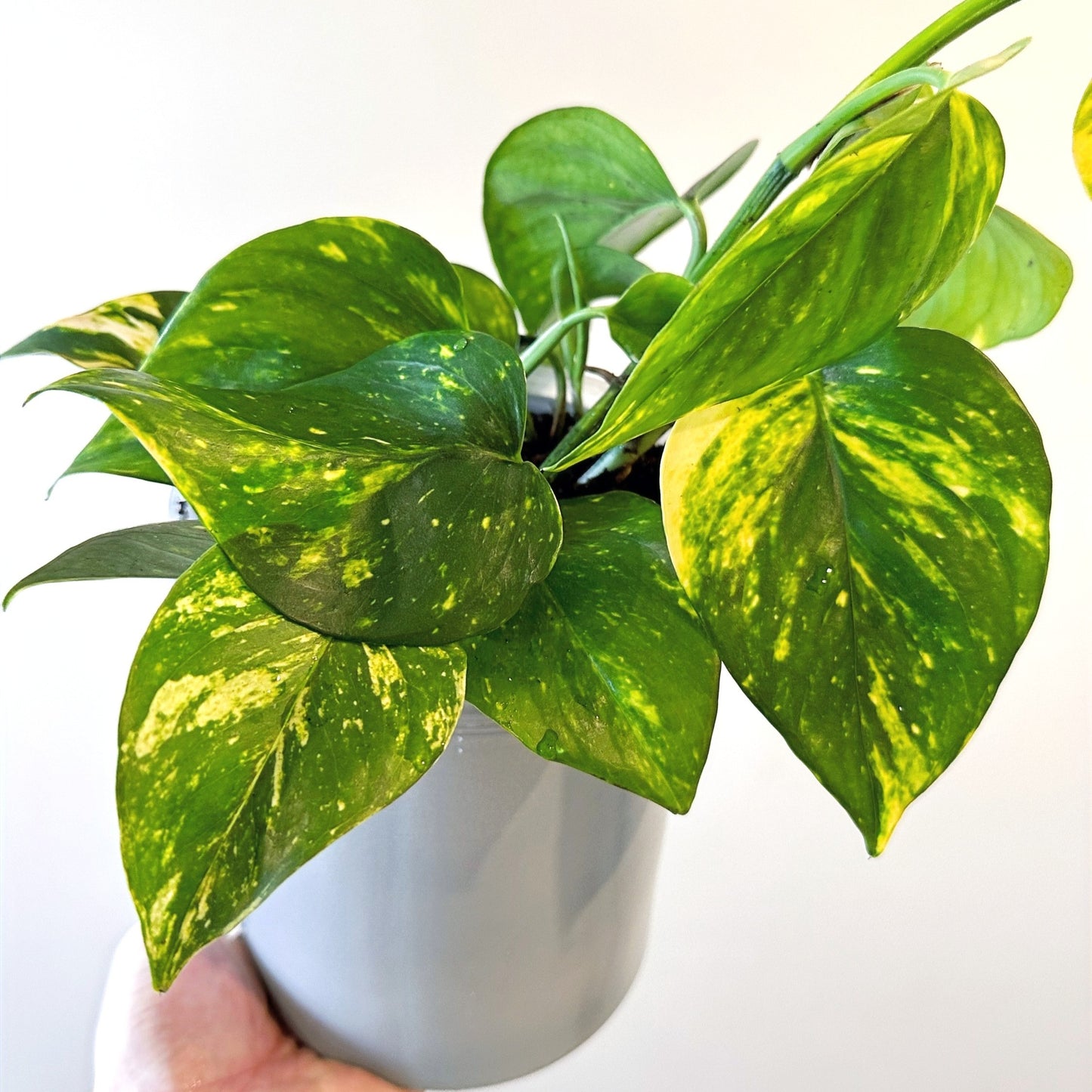 Golden Pothos 14cm (3)_edited_edited_edited.jpg