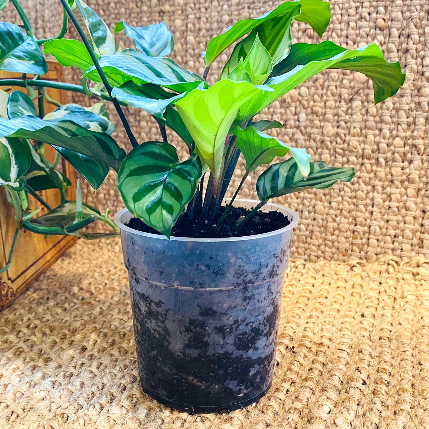 Clear pots12cm_3_edited_edited.jpg