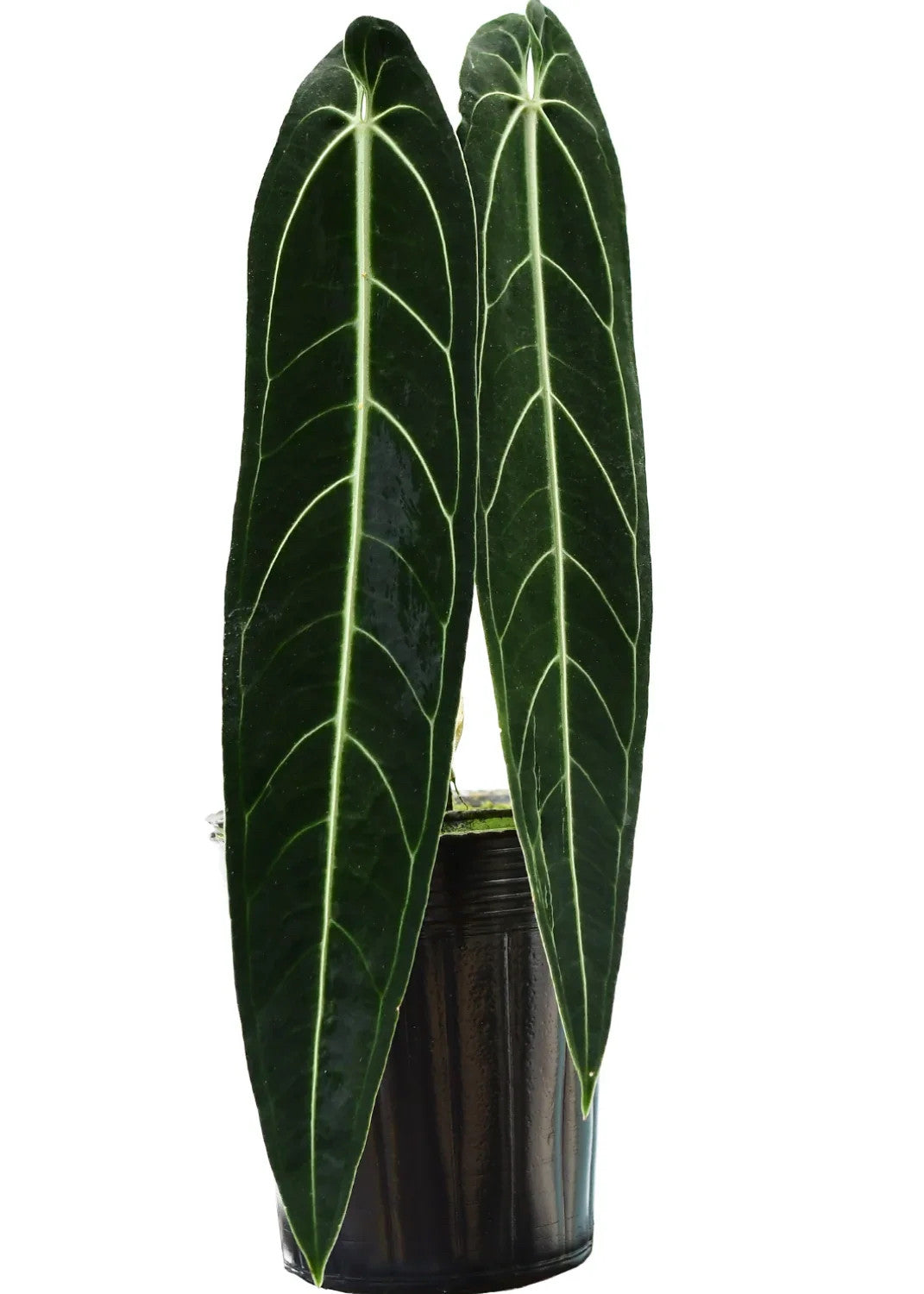 Anthurium_warocqueanum_plant_2000x1500.jpeg