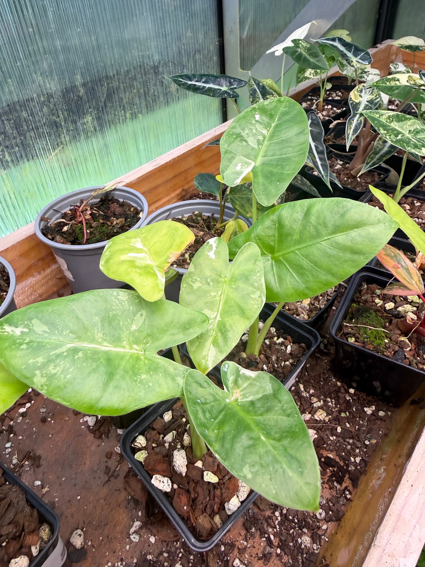 ?!label-Indicative photo