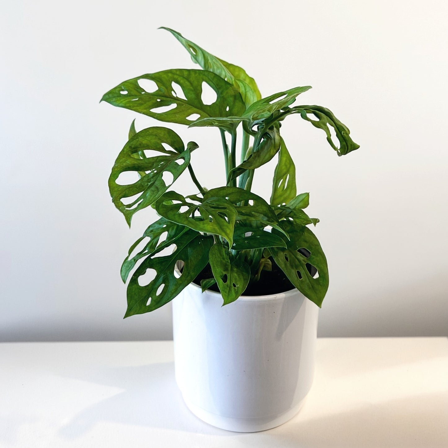 Monstera monkey mask 12cm (6)_edited_edited.jpg