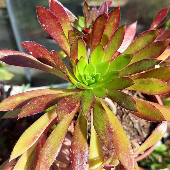 Aeonium Firecracker